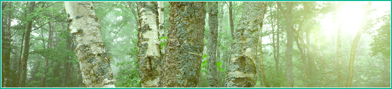 太陽出版 - オンラインストア